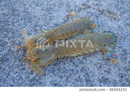 Mantis shrimp, blue dragon, sea fishing 86804242