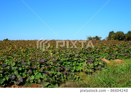 Sweet potato Satsuma potato leaf leaf field Ibaraki sweet potato field 86804248