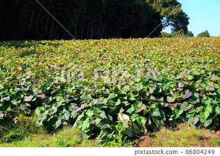 Sweet potato Satsuma potato leaf leaf field Ibaraki sweet potato field Sweet potato Satsuma potato leaf leaf field Ibaraki sweet potato field 86804249