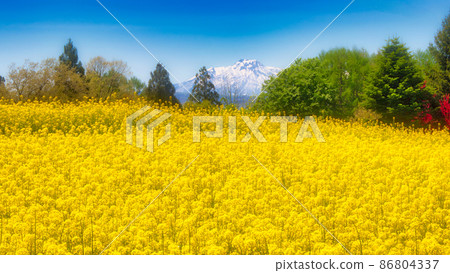 強姦花和妙高山 86804337