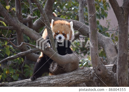 Red panda with eyes 86804355