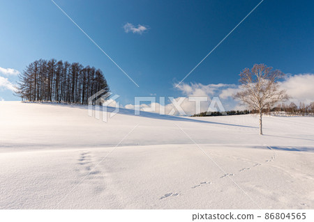 Biei-cho, Hokkaido in winter: Blue sky, white clouds and a mild seven tree that shines in the silver world 86804565