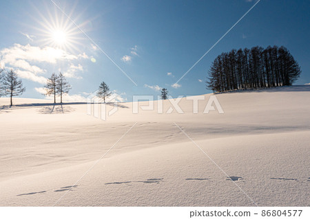冬天的北海道美瑛町：藍天白雲溫和的七棵樹閃耀著銀色的世界 86804577