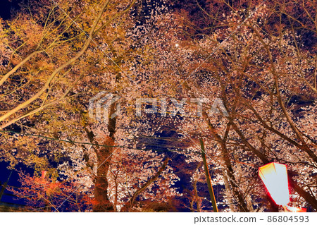 Yoisakura Yoisakura 86804593