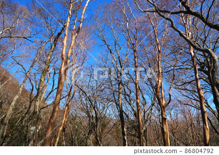映襯藍天的死樹背景 從森林看到的藍天和山脈 映襯藍天的死樹背景 從森林看到的藍天和山脈 86804792