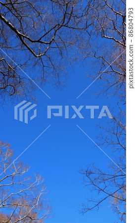 死樹和藍天的背景 藍天和從森林中仰望的樹木 86804793