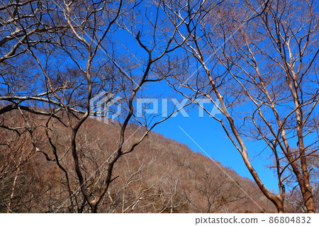 從樹林看到的山脈和藍天 從樹林看到的山脈和藍天 86804832