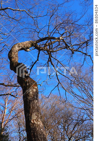 Trees growing toward the blue sky Trees growing toward the blue sky 86804834