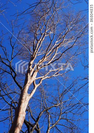 A Himeshara tree that shines in the blue sky Background of dead trees and blue sky A Himeshara tree that shines in the blue sky Background of dead trees and blue sky 86804835