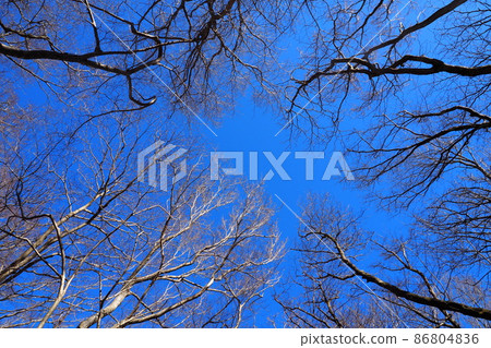 Background of dead trees and blue sky Blue sky and trees looking up from the forest Background of dead trees and blue sky Blue sky and trees looking up from the forest 86804836