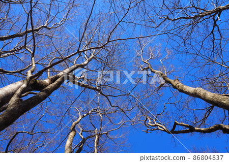 藍天和樹木從樹林裡仰望 藍天和樹木從樹林裡仰望 86804837