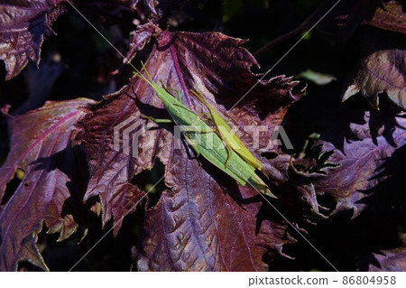 Perilla red perilla, red shiso, shiso, large leaf flavor, condiment, ombre grasshopper, negative perilla, feeding damage, insects Perilla red perilla, red shiso, shiso, large leaf flavor, condiment, ombre grasshopper, negative perilla, feeding damage, insects 86804958
