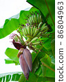 Banana blossom on banana tree (Musa sapientum Linn). They are red and yellow flowers , the raw fruit is green. They were planted on the ground, a tropical fruit tree native to Southeast Asia. The 86804963