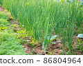 Growing spring onions or green onions or scallions or Green Shallot (Alliumcepa). They are long, slender green tops and the small white bulb are edible, and are good either raw or cooked 86804964