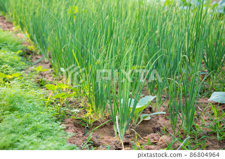 Growing spring onions or green onions or scallions or Green Shallot (Alliumcepa). They are long, slender green tops and the small white bulb are edible, and are good either raw or cooked 86804964