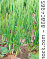 Growing spring onions or green onions or scallions or Green Shallot (Alliumcepa). They are long, slender green tops and the small white bulb are edible, and are good either raw or cooked 86804965