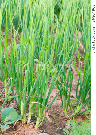 Growing spring onions or green onions or scallions or Green Shallot (Alliumcepa). They are long, slender green tops and the small white bulb are edible, and are good either raw or cooked 86804965