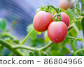 Tomato planting (Lycopersicon). It has red, green leaves and small stem. This is organic vegetable which were planted on the ground. Good taste and good for health 86804966