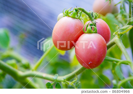 Tomato planting (Lycopersicon). It has red, green leaves and small stem. This is organic vegetable which were planted on the ground. Good taste and good for health Tomato planting (Lycopersicon). It has red, green leaves and small stem. This is organic vegetable which were planted on the ground. Good taste and good for health 86804966
