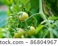 Tomato planting (Lycopersicon). Raw tomatoes  have green mix with orange, green leaves and small stem. This is organic vegetable which were planted on the ground. Good taste and good for health 86804967