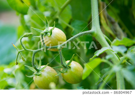 Tomato planting (Lycopersicon). Raw tomatoes have green mix with orange, green leaves and small stem. This is organic vegetable which were planted on the ground. Good taste and good for health Tomato planting (Lycopersicon). Raw tomatoes have green mix with orange, green leaves and small stem. This is organic vegetable which were planted on the ground. Good taste and good for health 86804967