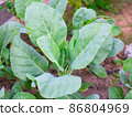 Growing Chinese kale vegetable or Chinese Broccoli Plants (Brassica oleracea var. alboglabra). They are green crop that grows on on the ground, high vitamins A and C and rich in calcium 86804969