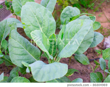 Growing Chinese kale vegetable or Chinese Broccoli Plants (Brassica oleracea var. alboglabra). They are green crop that grows on on the ground, high vitamins A and C and rich in calcium 86804969