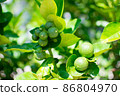 Green limes on the lime tree (Citrus aurantifolia), they are closely related to lemon. It has a sour taste and is an excellent source of vitamin C. 86804970