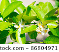 Lime blossom or lime flower on the tree (Citrus aurantifolia). They are white and yellow, leaves are green.Picture in blur background 86804971