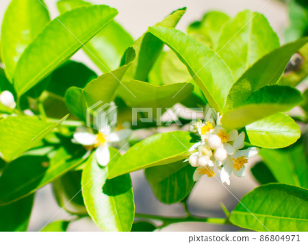 Lime blossom or lime flower on the tree (Citrus aurantifolia). They are white and yellow, leaves are green.Picture in blur background 86804971