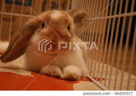 Rabbit with a nice face 86805027