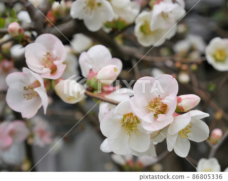 Pretty blooming quince flowers 86805336