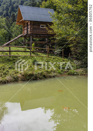 Koi fish in a forest pond near wooden house in Carpathian mountains Koi fish in a forest pond near wooden house in Carpathian mountains 86805762