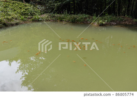 Koi fish in a forest pond near wooden house in Carpathian mountains Koi fish in a forest pond near wooden house in Carpathian mountains 86805774