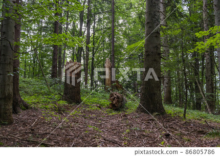 Big broken tree in mountain forest. A huge stump in a forest clearing. Felled old tree in the park. Nature process Big broken tree in mountain forest. A huge stump in a forest clearing. Felled old tree in the park. Nature process 86805786