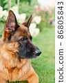 German shepherd dog. Pet portrait outside. 86805843
