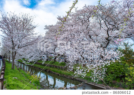 Kawagoe Shingashi River cherry blossom trees Kawagoe Shingashi River cherry blossom trees 86806012