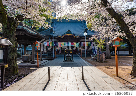 Kawagoe Renkeiji Main Hall and Sakura Kawagoe Renkeiji Main Hall and Sakura 86806052