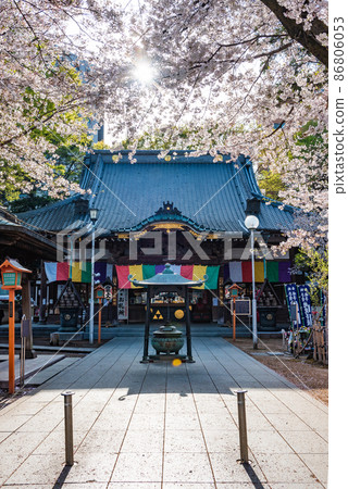 Kawagoe Renkeiji Main Hall and Sakura Kawagoe Renkeiji Main Hall and Sakura 86806053