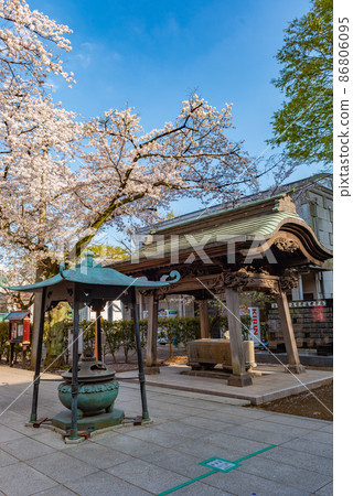 Kawagoe Renkeiji Temple Chozuya and Sakura Kawagoe Renkeiji Temple Chozuya and Sakura 86806095