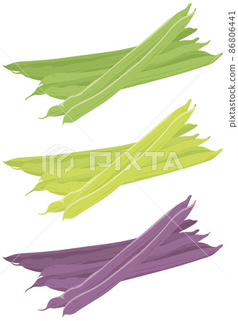 Three-colored green beans - Stock Illustration [86806441] - PIXTA