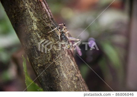A cricket sits on a tree branch. 86806846