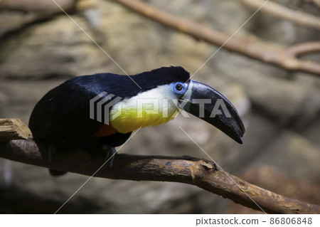 A channel-billed toucan sits on a tree branch. Beautiful exotic bird Ramphastos vitellinus. A channel-billed toucan sits on a tree branch. Beautiful exotic bird Ramphastos vitellinus. 86806848