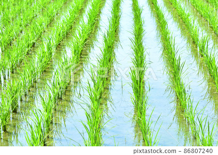 水稻種植後稻田紋理圖像 86807240