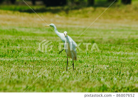 Egret on the grass, white body feathers all over. 86807652