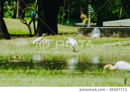 Egret on the grass, white body feathers all over. 86807713