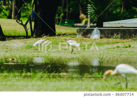Egret on the grass, white body feathers all over. Egret on the grass, white body feathers all over. 86807714
