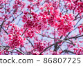 Dark pink cherry blossoms in the secret storehouse 86807725