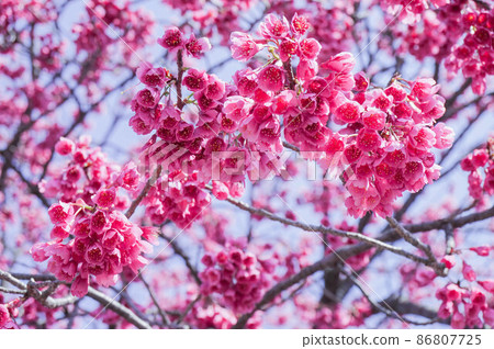 Dark pink cherry blossoms in the secret storehouse Dark pink cherry blossoms in the secret storehouse 86807725