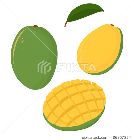 Cartoon illustration with colorful mango set. Farm market product. Vector hand drawn graphic. Single isolated art. Cartoon illustration with colorful mango set. Farm market product. Vector hand drawn graphic. Single isolated art. 86807834